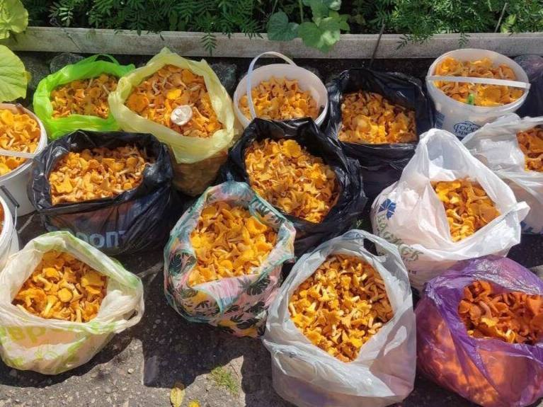 В Логойском районе грибы вывозят из леса на мотоблоке с прицепом. Рекорд семьи — 58 килограммов лисичек