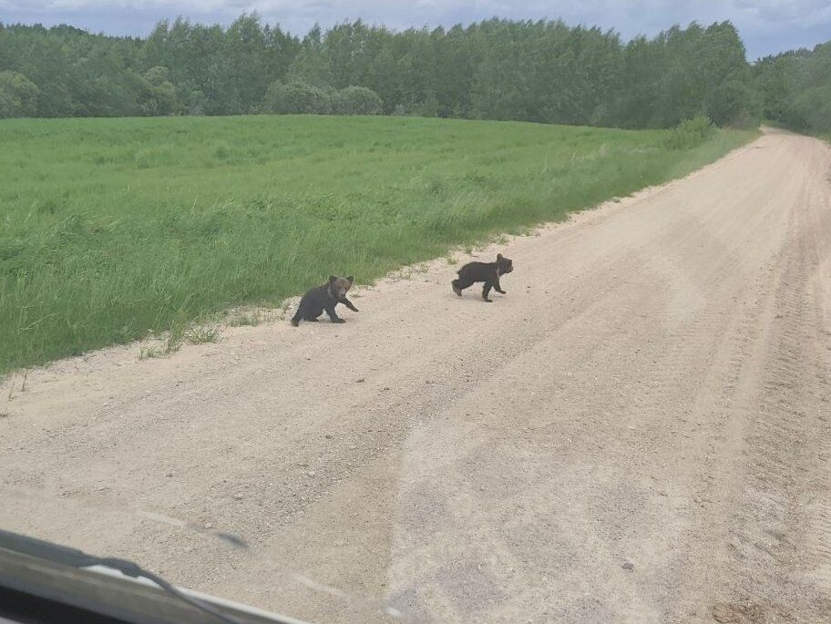 Главный агроном увидел медведицу с двумя малышами на дороге в Мядельском районе