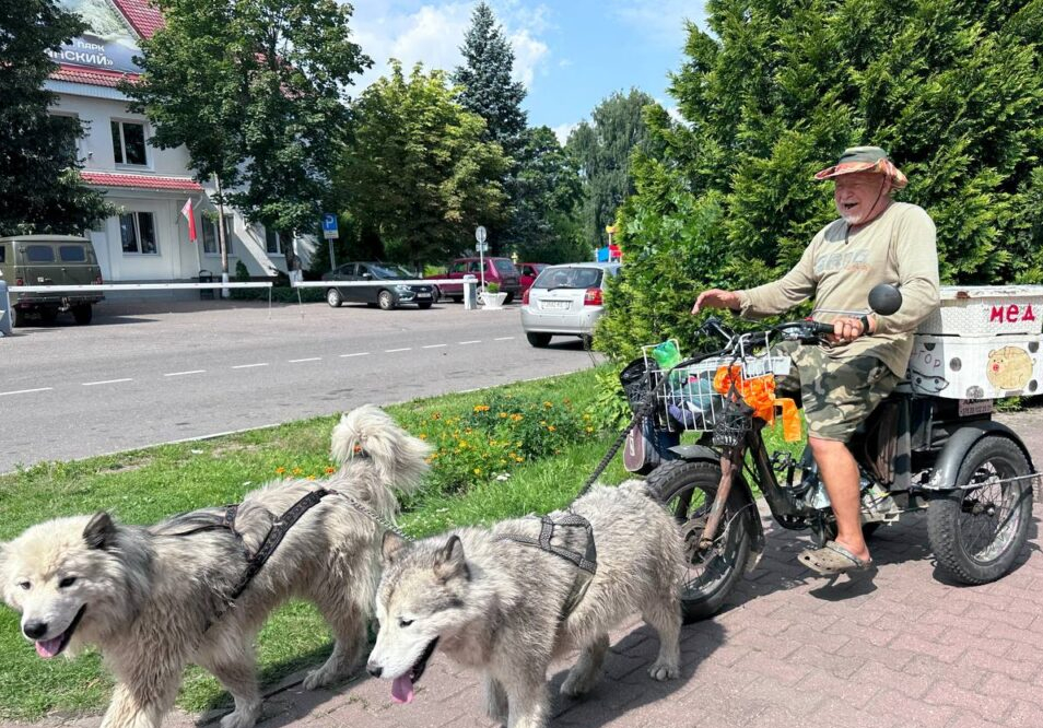 В Нарочи рыбу развозит местная знаменитость — Адмирал на упряжке поющих собак