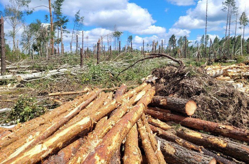 "Разберём — и не такое разбирали". Бурелом возле Вилейки помогают убирать лесхозы Минской области