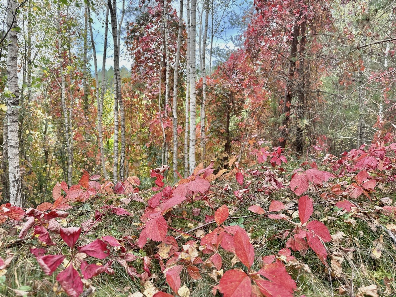 Как в Гродно, только ближе - нашли точку на карте в Вилейском районе для любителей осенней фотосъёмки