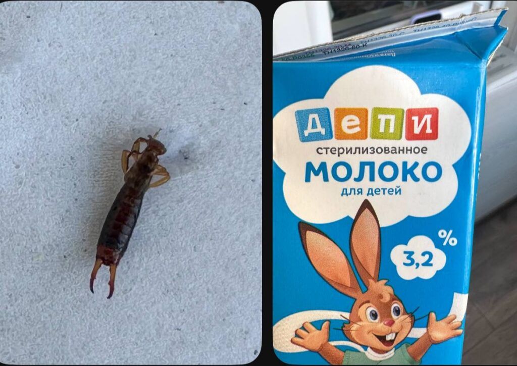 Откуда взялось насекомое в детском молоке? Минский молочный завод №1 пояснил